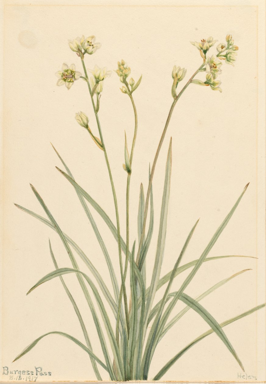 Deathcamas Zygadenus elegans, 1917. tekijältä Mary Vaux Walcott