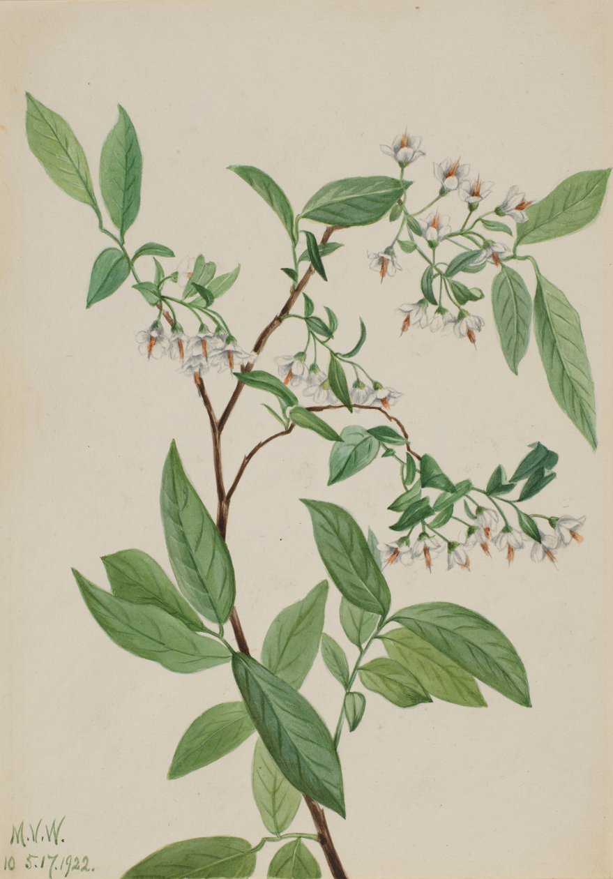 Peuranmarja (Polycodium stamineum) tekijältä Mary Vaux Walcott