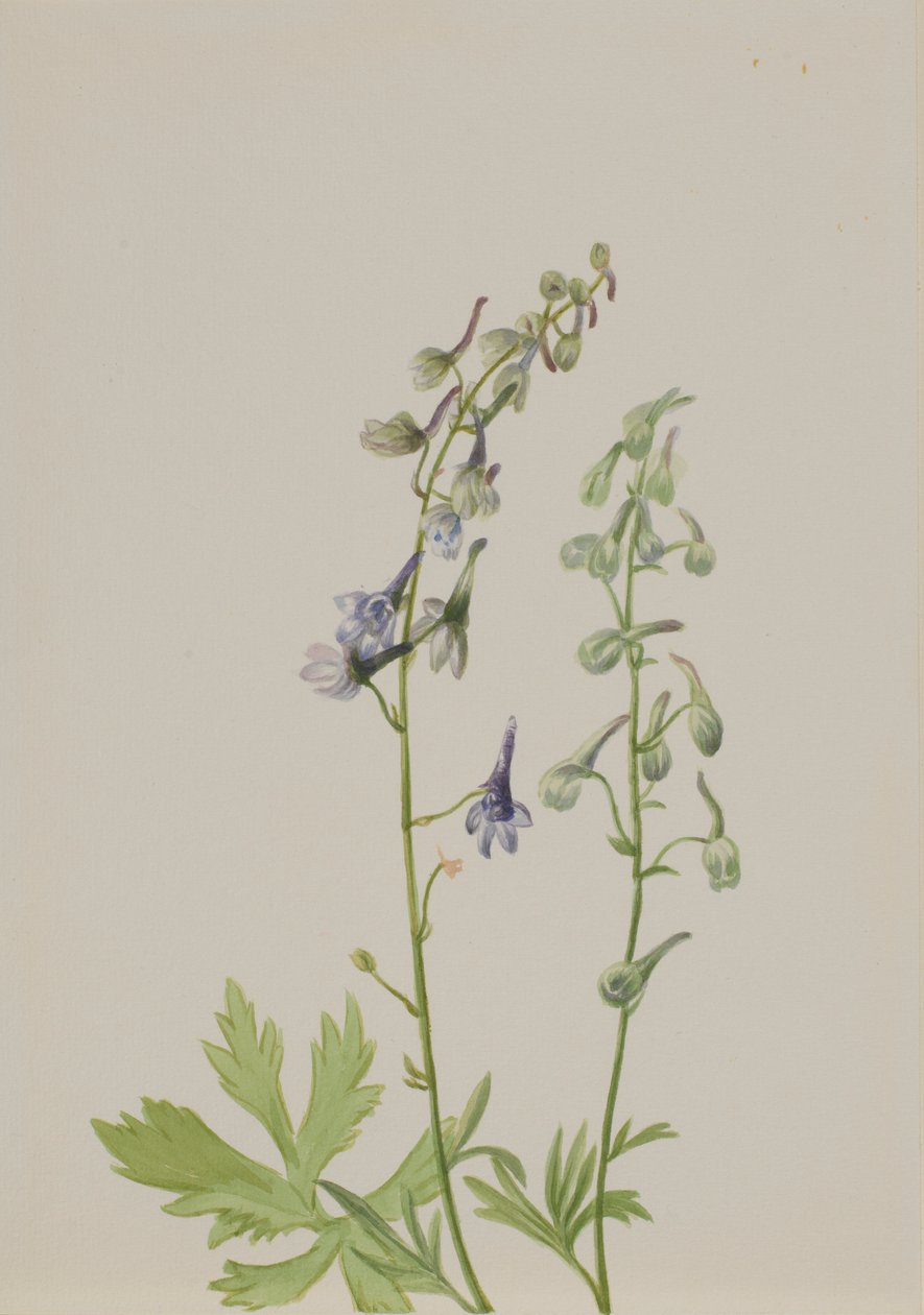 Delphinium (Delphinium scopulorum) tekijältä Mary Vaux Walcott