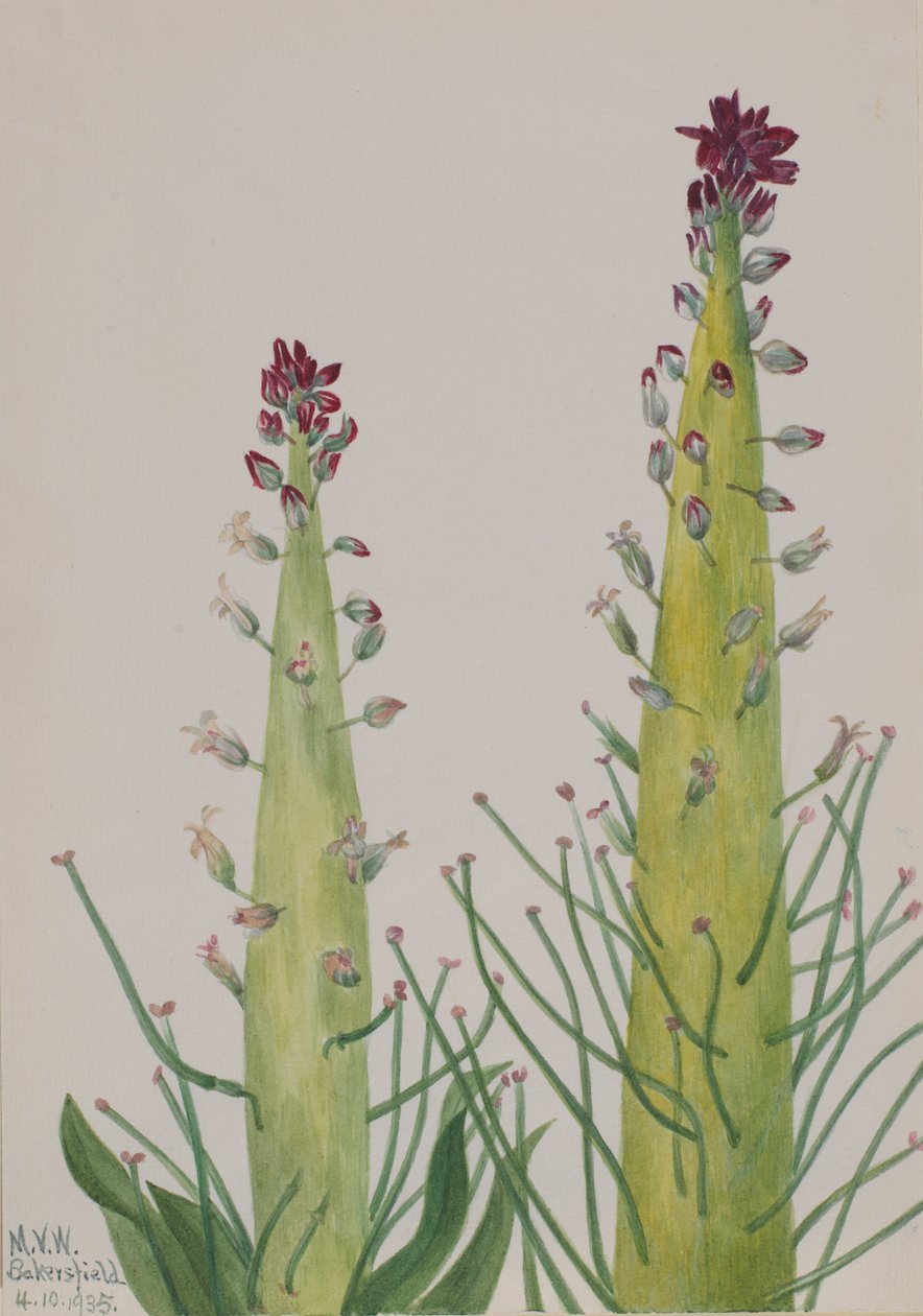 Aavikkokynttilä (Caulanthus inflatus) tekijältä Mary Vaux Walcott