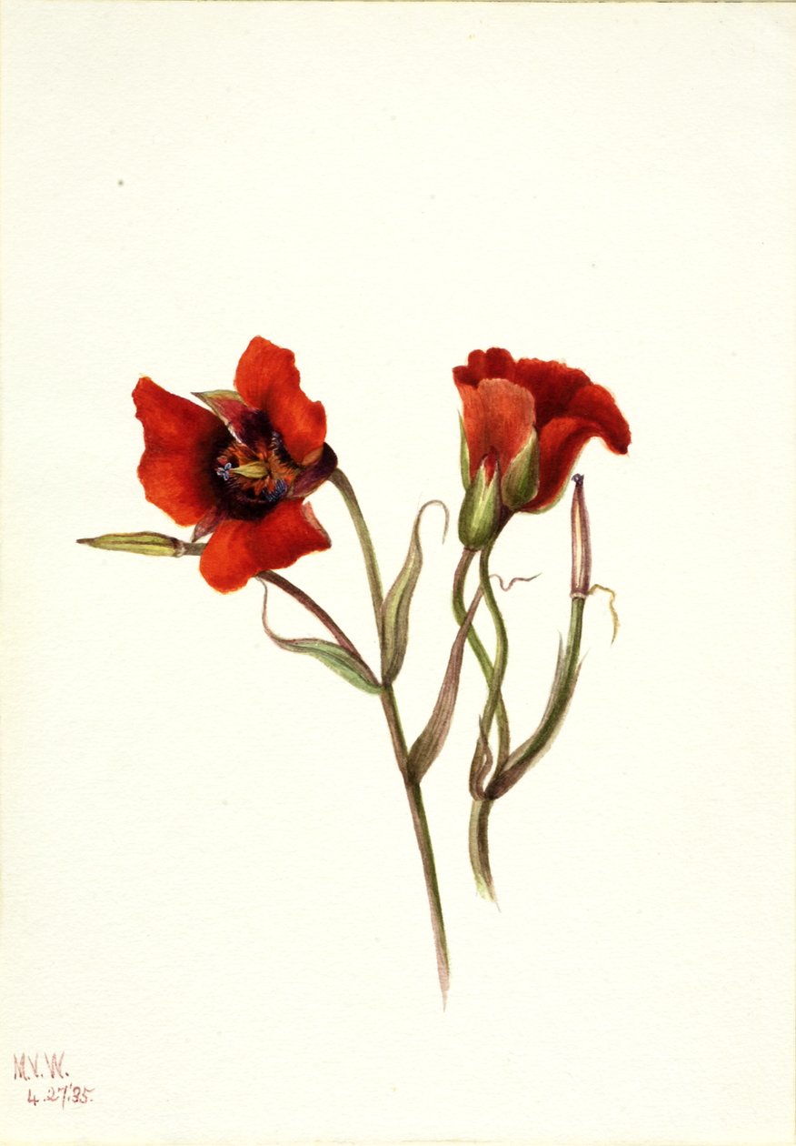 Aavikko Mariposa Calochortus kennedyi, 1935. tekijältä Mary Vaux Walcott