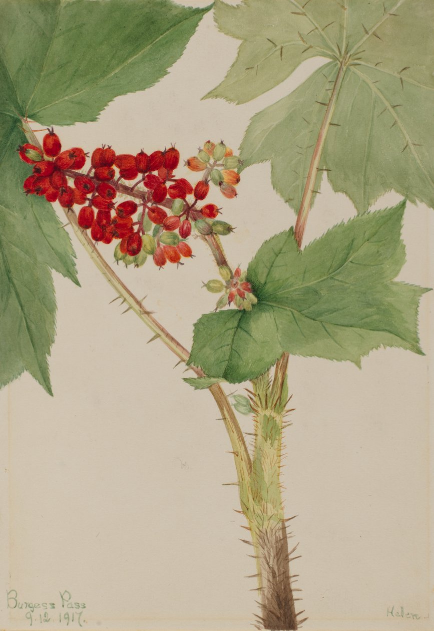 Devilsclub Echinopanax horridum, 1917. tekijältä Mary Vaux Walcott