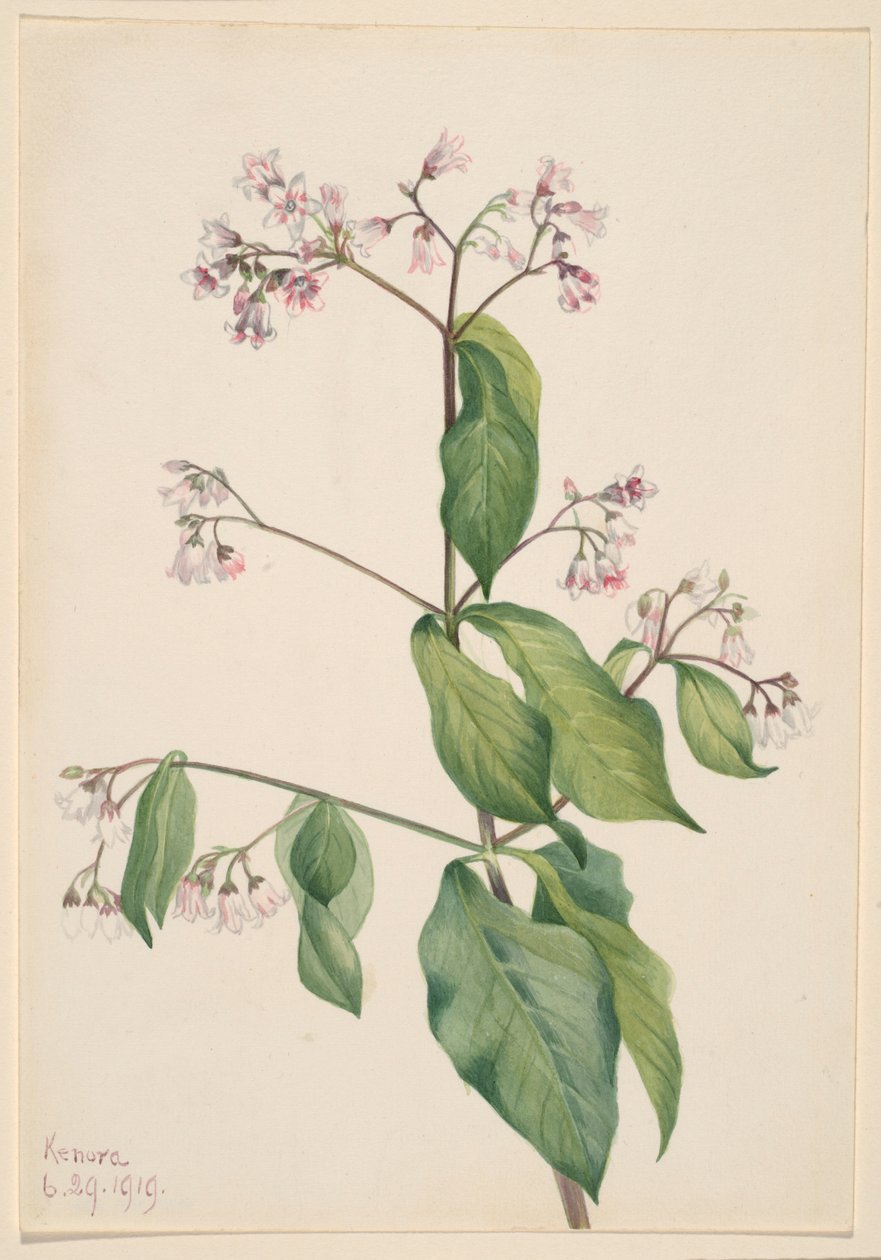 koiranheinä (Apocyum androsaemfolium) tekijältä Mary Vaux Walcott