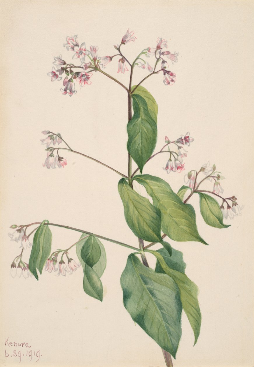 Dogbane Apocyum androsaemfolium, 1919. tekijältä Mary Vaux Walcott