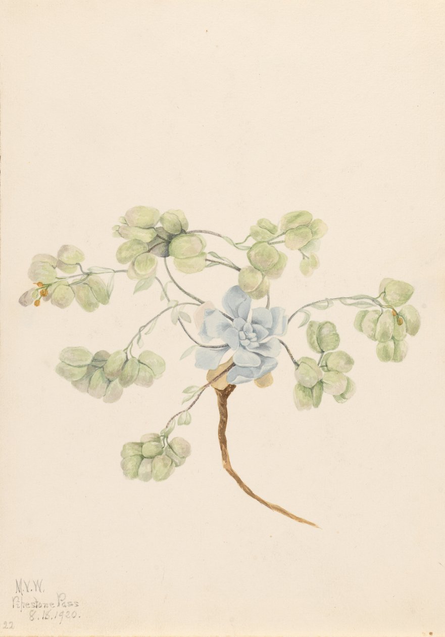 Kaksinkertainen rakkolehti (Physaria didymocarpa) tekijältä Mary Vaux Walcott