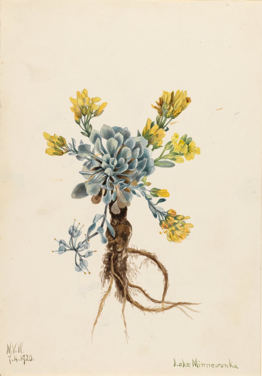 Kaksinkertainen rakkolehti (Physaria didymocarpa) tekijältä Mary Vaux Walcott