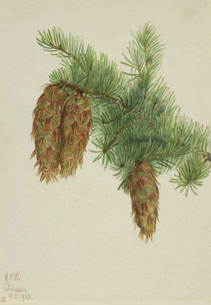 Douglas Fir Pseudotsuga mucronata, 1923. tekijältä Mary Vaux Walcott
