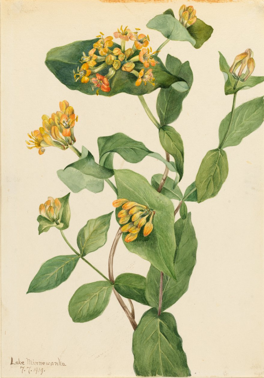 Douglas Kuusama (Lonicera glaucescens) tekijältä Mary Vaux Walcott
