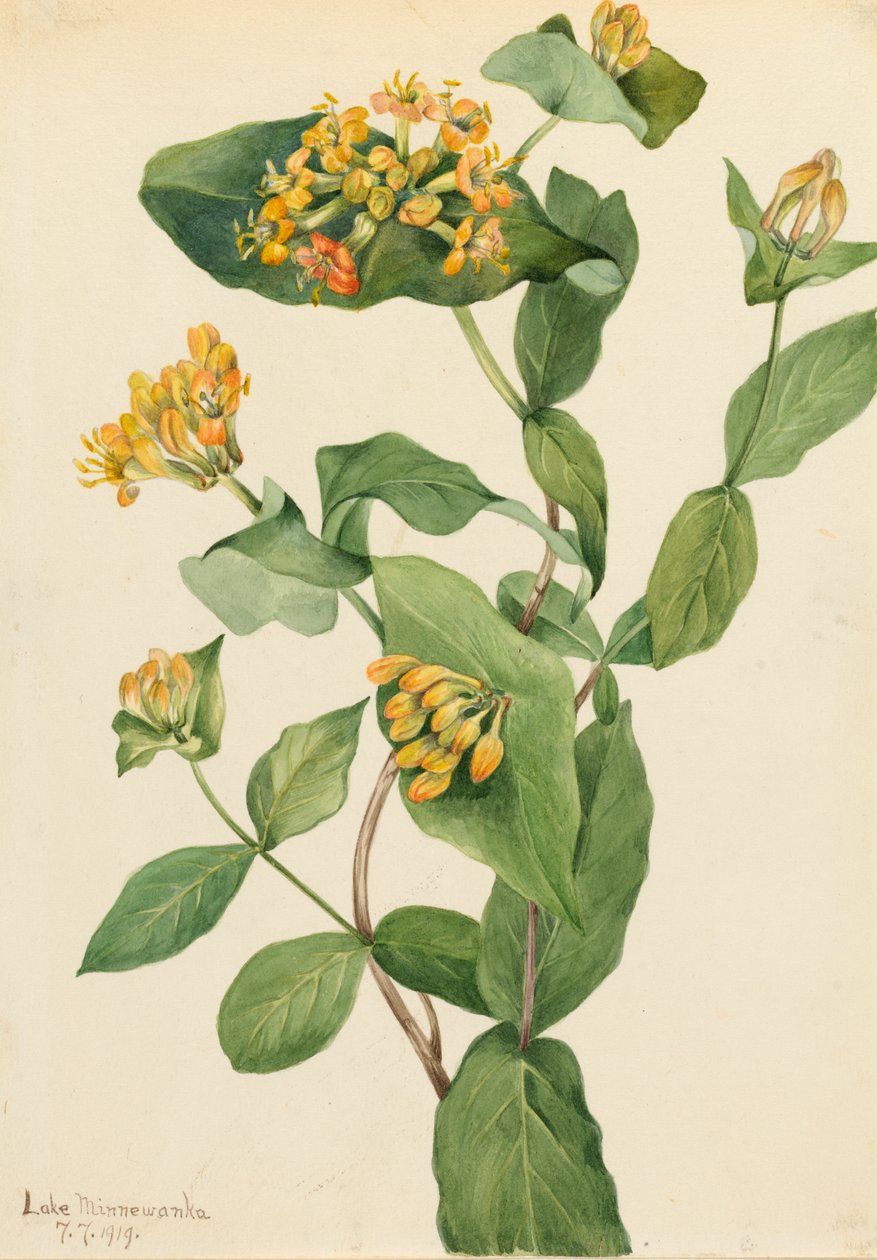 Douglas Honeysuckle Lonicera glaucescens, 1919. tekijältä Mary Vaux Walcott