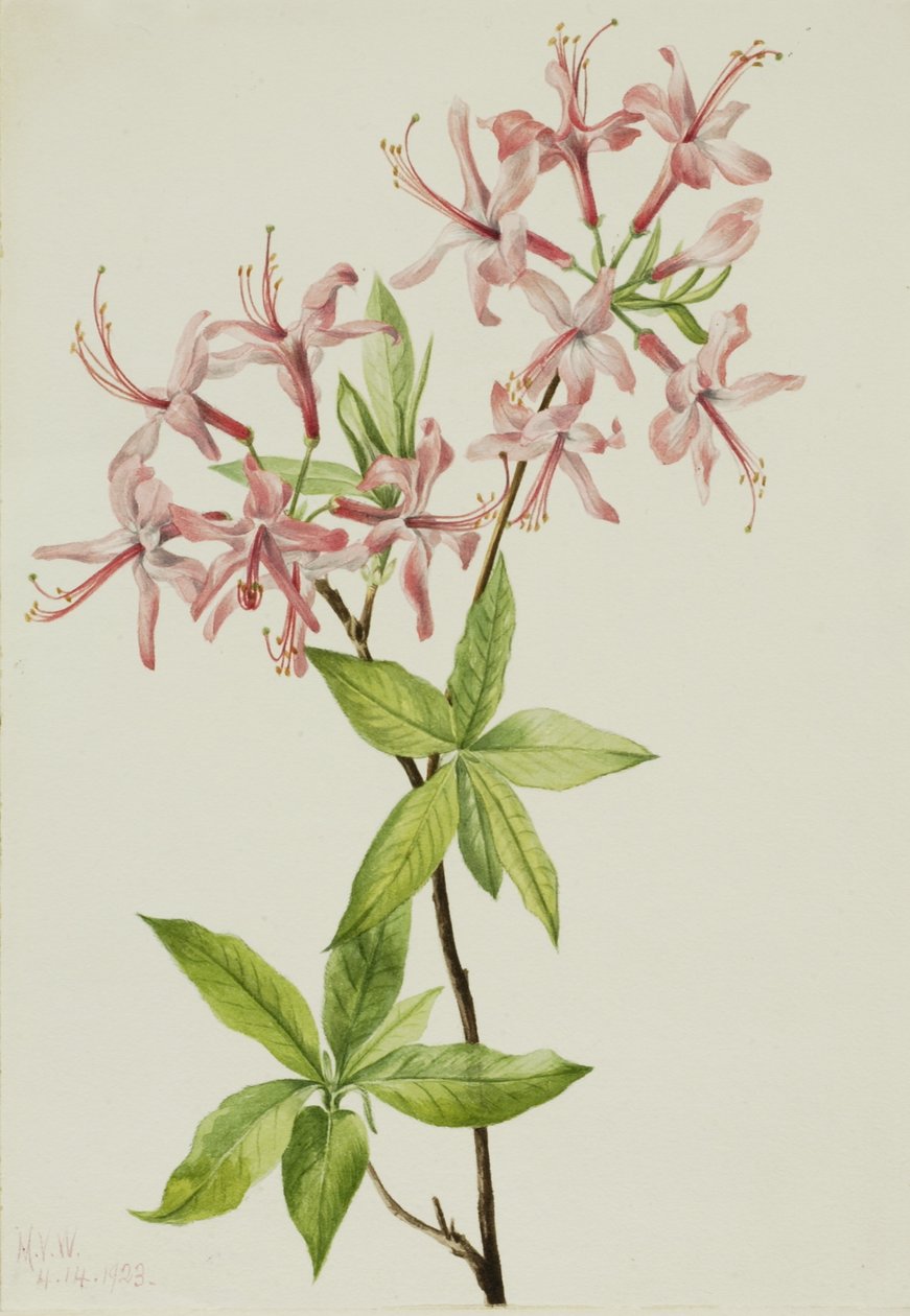 Pöyhönen Pinxter Bloom (Azalea rosea) tekijältä Mary Vaux Walcott