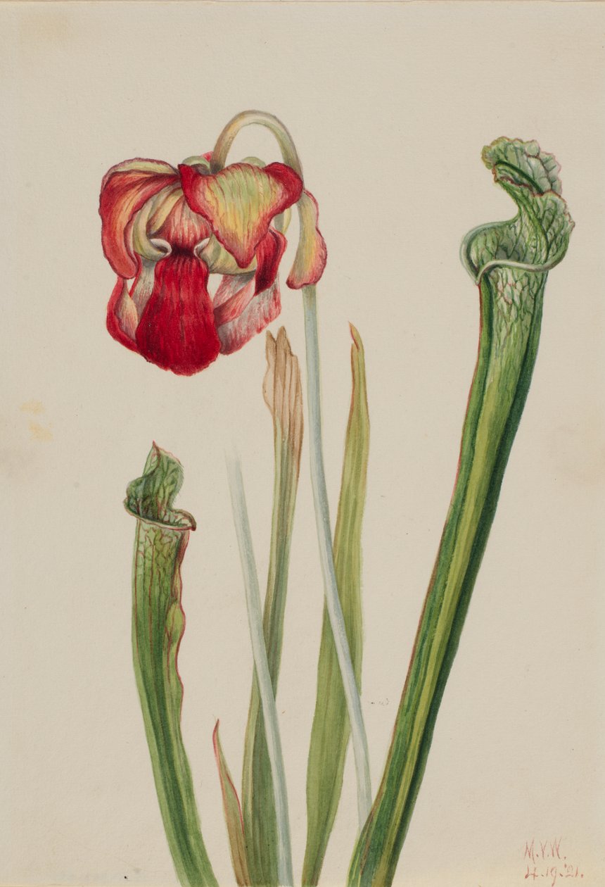 Drummond Pitcherplant Sarracenia drummondii, 1921. tekijältä Mary Vaux Walcott