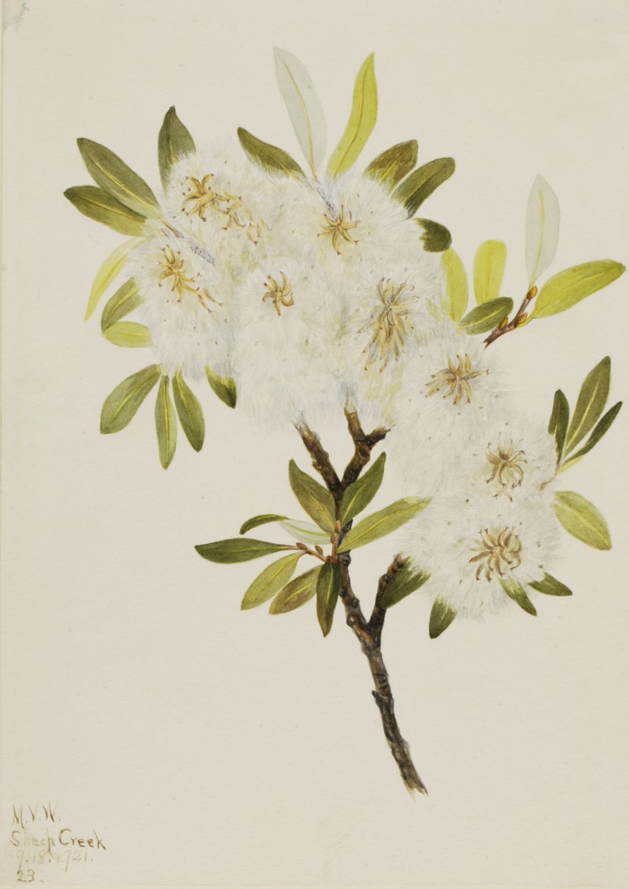 Drummond Willow Salix drummondiana, 1921. tekijältä Mary Vaux Walcott