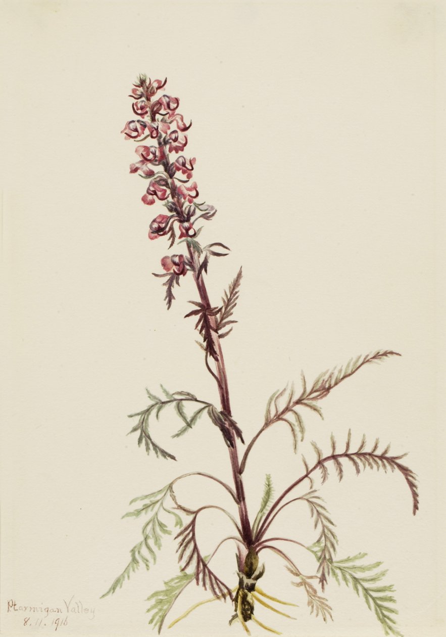Elephanthead Pedicularis Greenlandica, 1916. tekijältä Mary Vaux Walcott