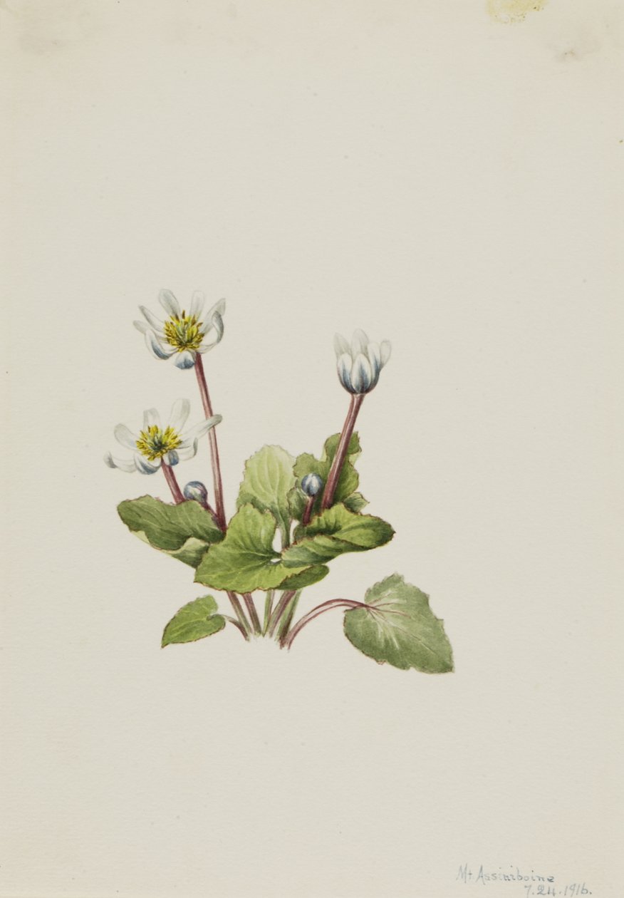 Elkslip Caltha leptosepala, 1916. tekijältä Mary Vaux Walcott