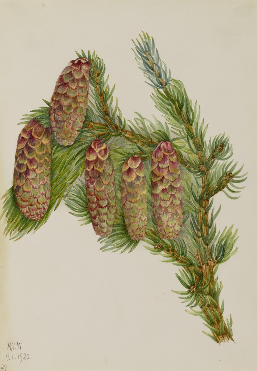 Engelmann-kuusi (Picea engelmanni) tekijältä Mary Vaux Walcott