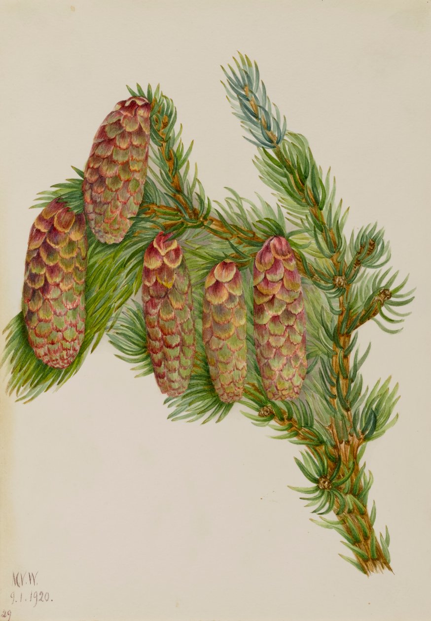 Engelmann kuusen Picea engelmanni, 1920. tekijältä Mary Vaux Walcott