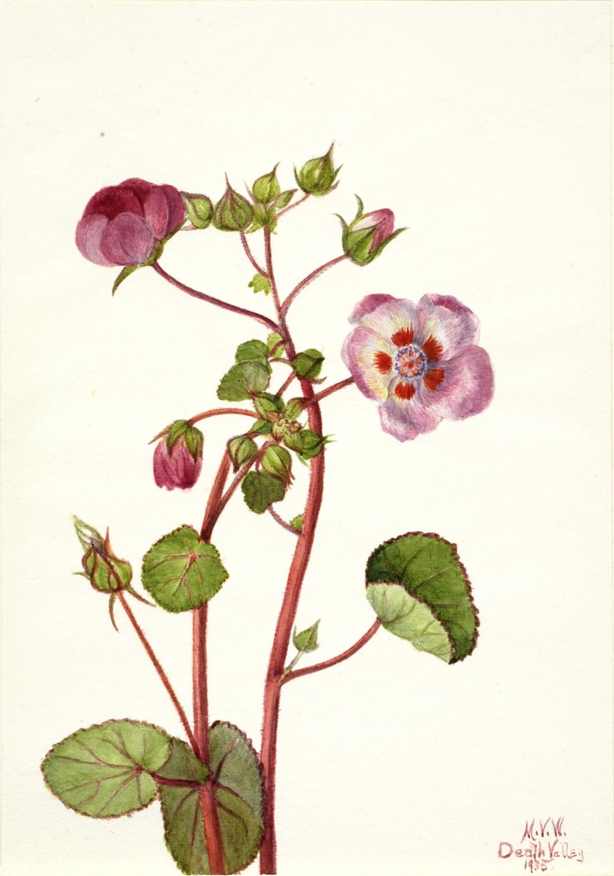 Eremalche rotundifolia, 1935. tekijältä Mary Vaux Walcott