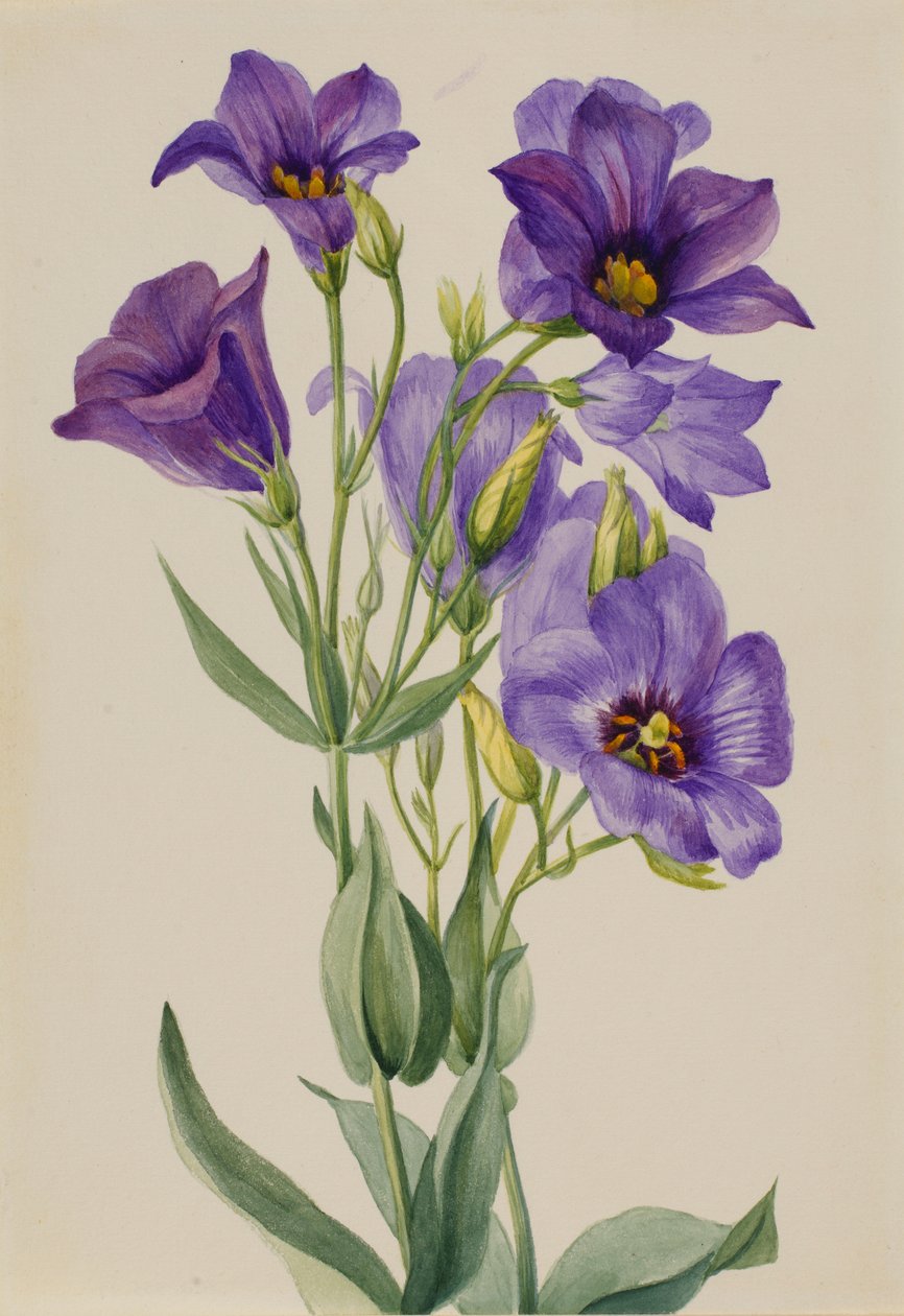 Eustoma russelianum tekijältä Mary Vaux Walcott