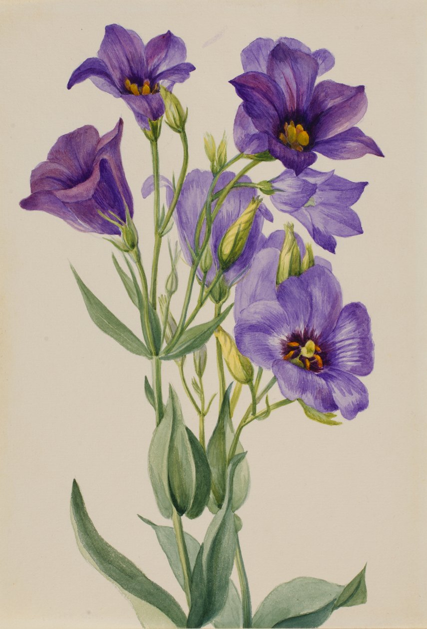 Eustoma russelianum, n. 1930-luvun alku. tekijältä Mary Vaux Walcott