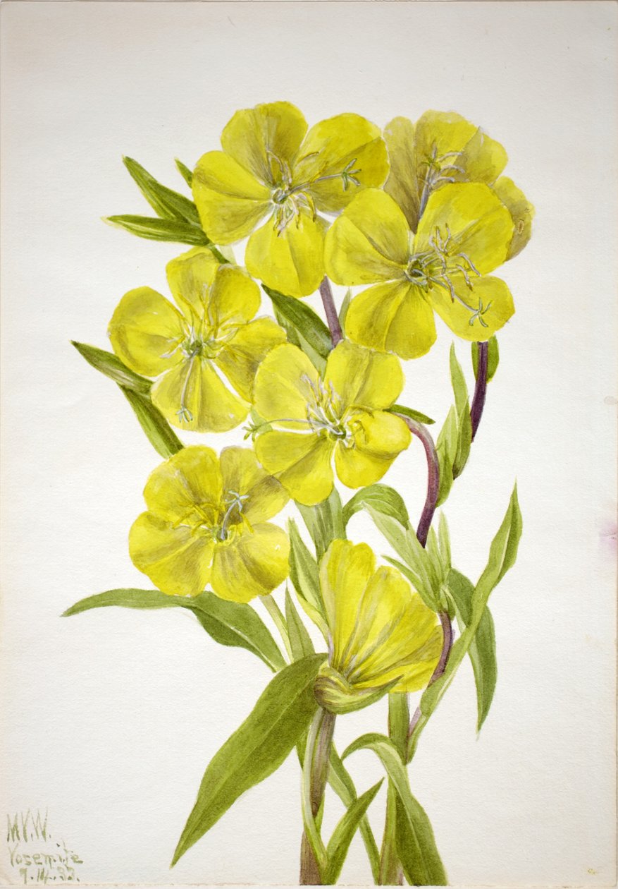 Iltasimppu (Oenothera) tekijältä Mary Vaux Walcott