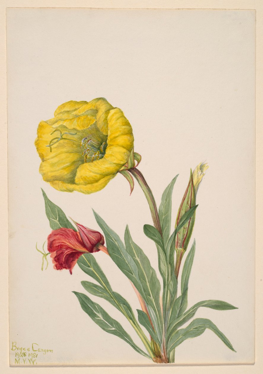 Iltasormustinkukka (Oenothera howardi) tekijältä Mary Vaux Walcott