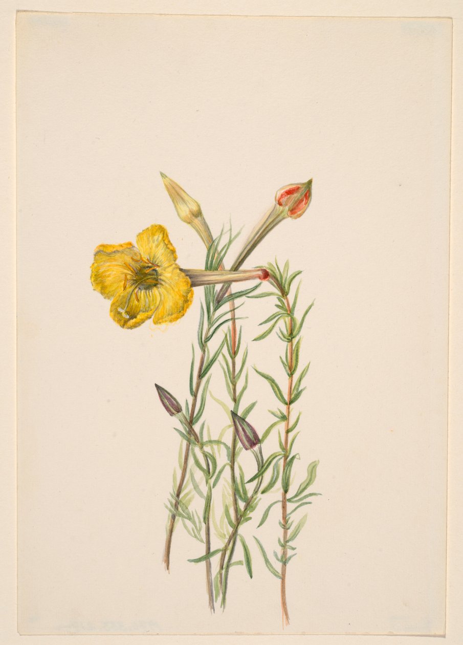 Iltasimppu (Oenothera lavandalaefolia) tekijältä Mary Vaux Walcott