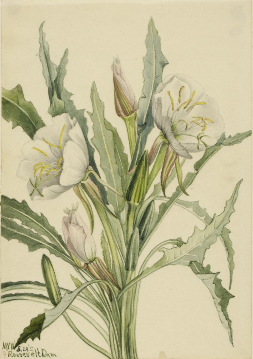 Iltasimppu (Pachyoplus hirsutus) tekijältä Mary Vaux Walcott