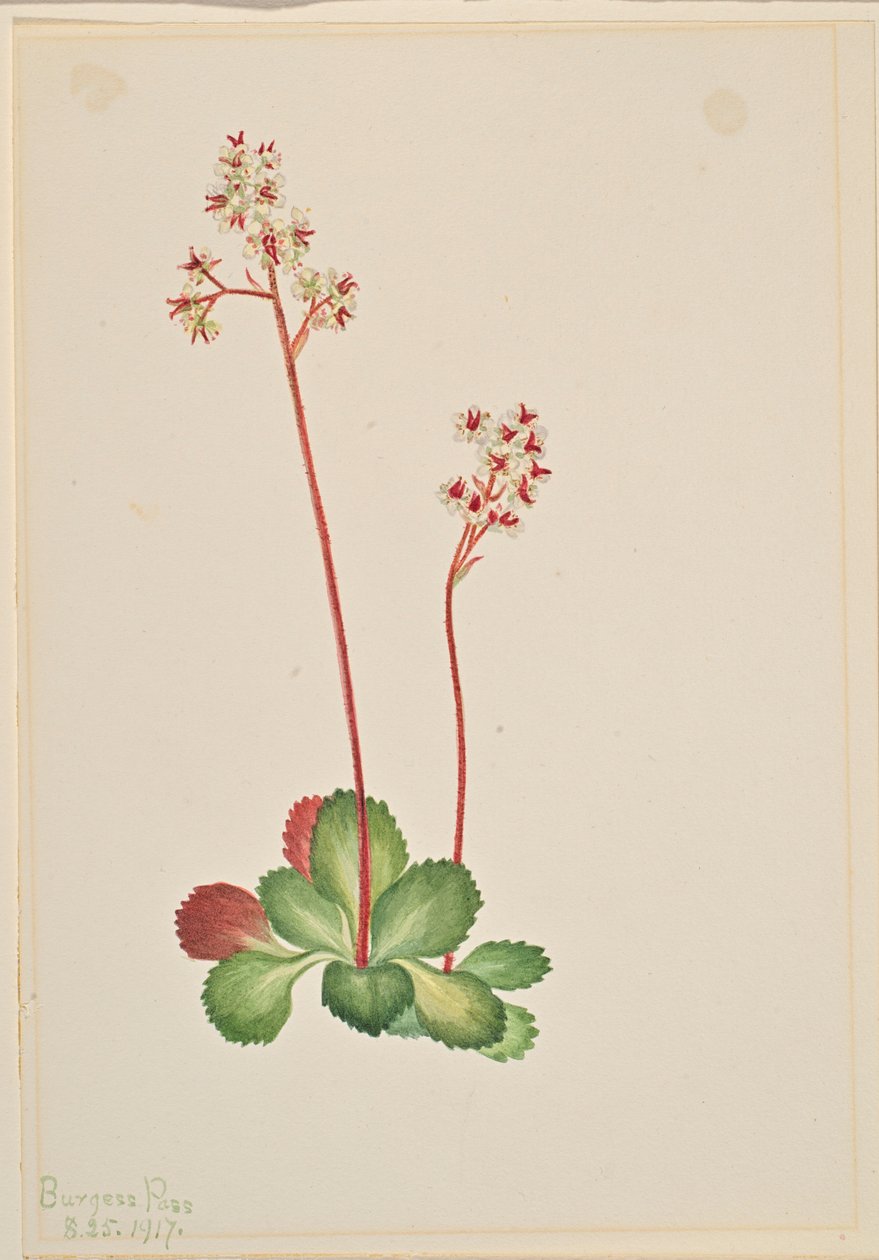 Ikivihreä Saxifrage (Leptarrhena pyrolifolia) tekijältä Mary Vaux Walcott