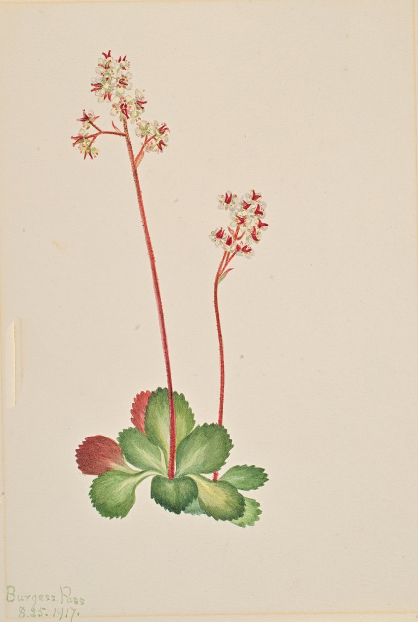 Evergreen Saxifrage Leptarrhena pyrolifolia, 1917. tekijältä Mary Vaux Walcott