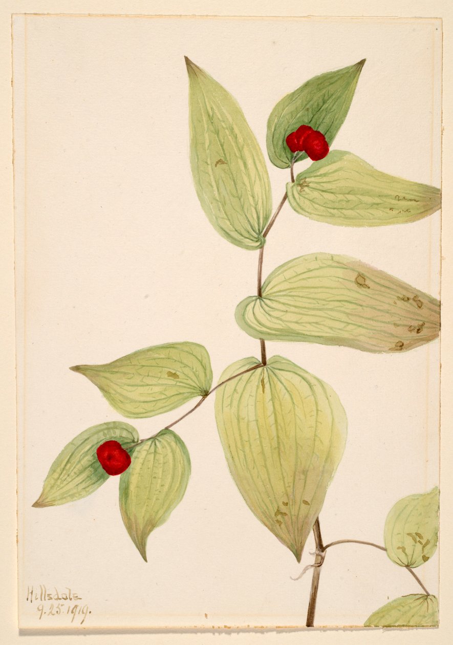 Fairy-Bells (Disporum trachycarpum) tekijältä Mary Vaux Walcott