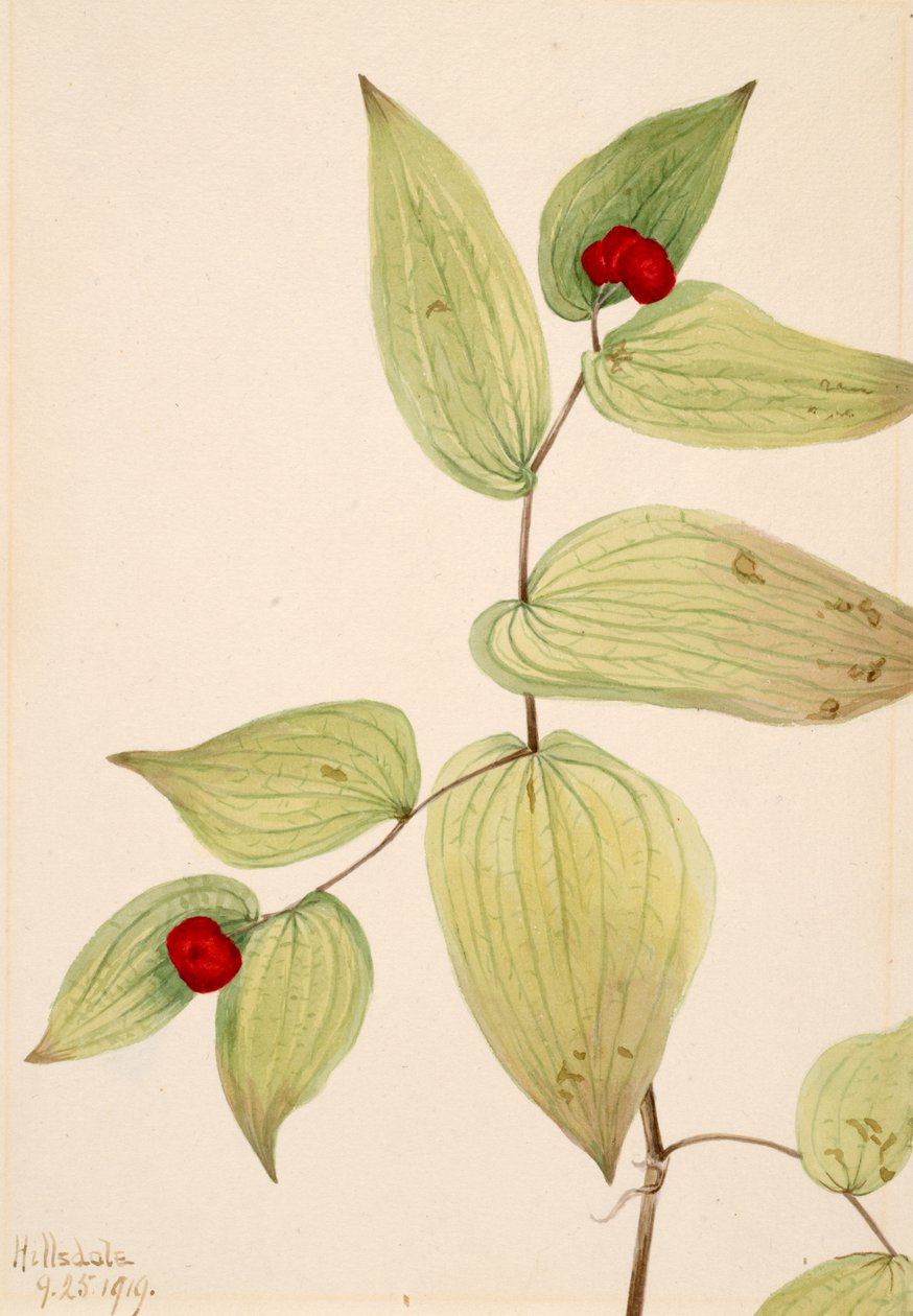 Fairy-Bells Disporum trachycarpum, 1919. tekijältä Mary Vaux Walcott