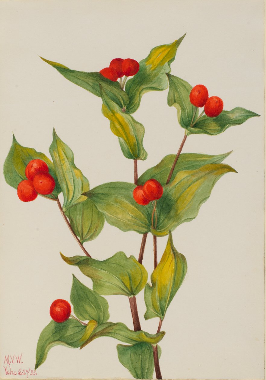 Fairy-kellot (Disporum hookeri) tekijältä Mary Vaux Walcott