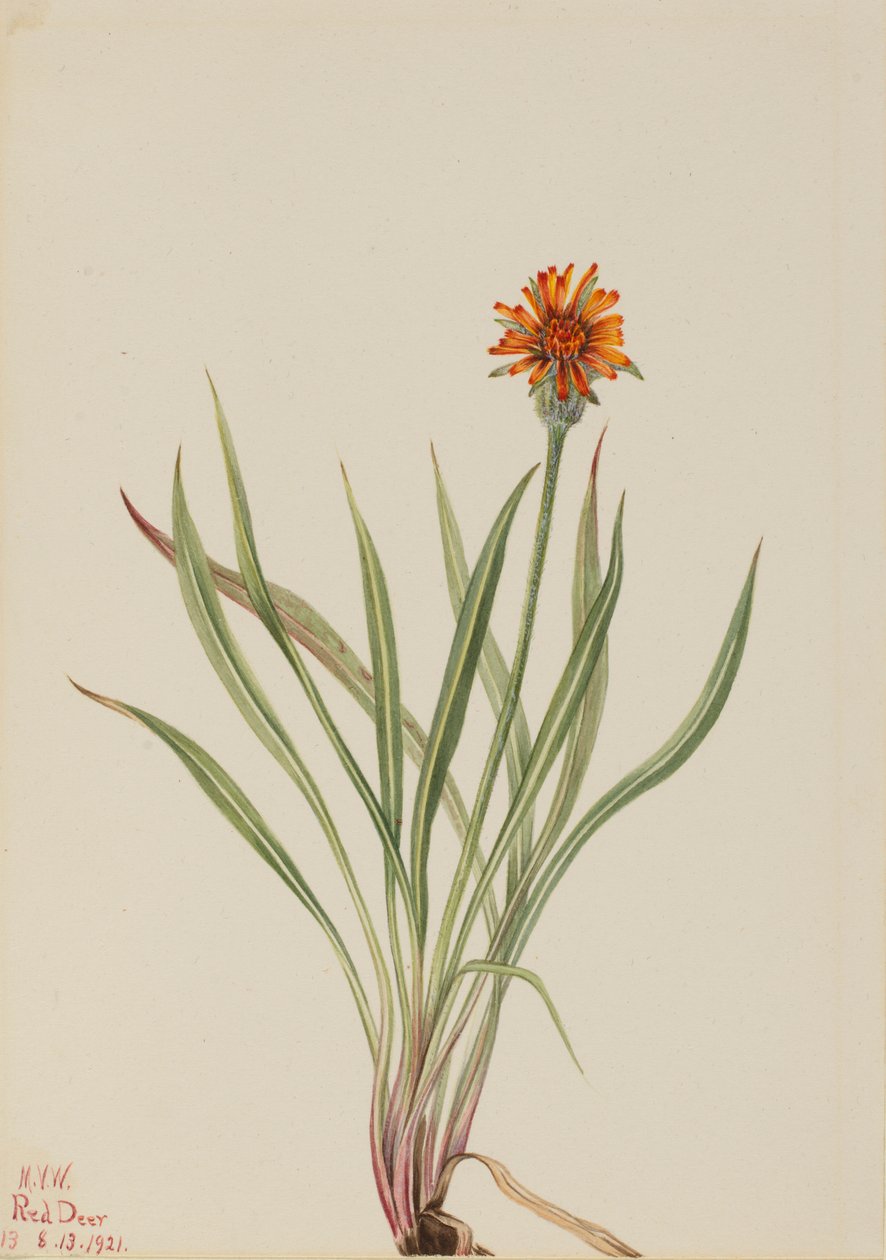 Väärä voikukka (Agoseris aurantiaca) tekijältä Mary Vaux Walcott