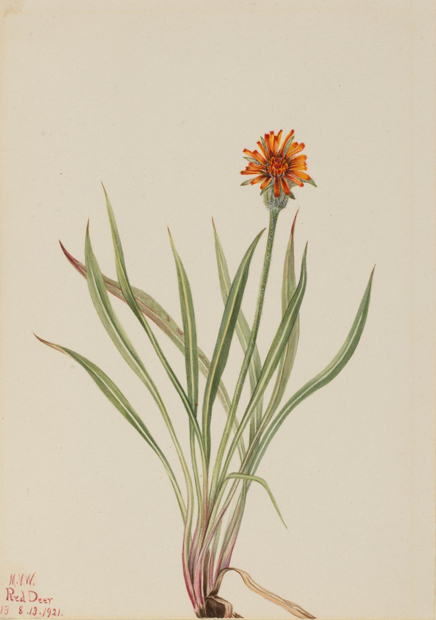 Väärä voikukka Agoseris aurantiaca, 1921. tekijältä Mary Vaux Walcott