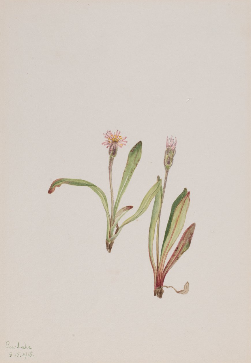 Väärä voikukka Agoseris carnea, 1918. tekijältä Mary Vaux Walcott