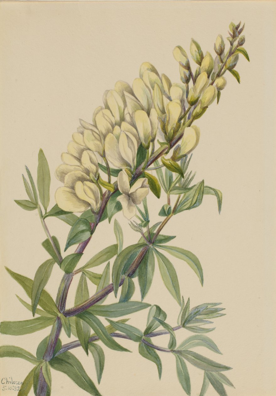 Väärä Indigo Baptista bructeata, 1932. tekijältä Mary Vaux Walcott