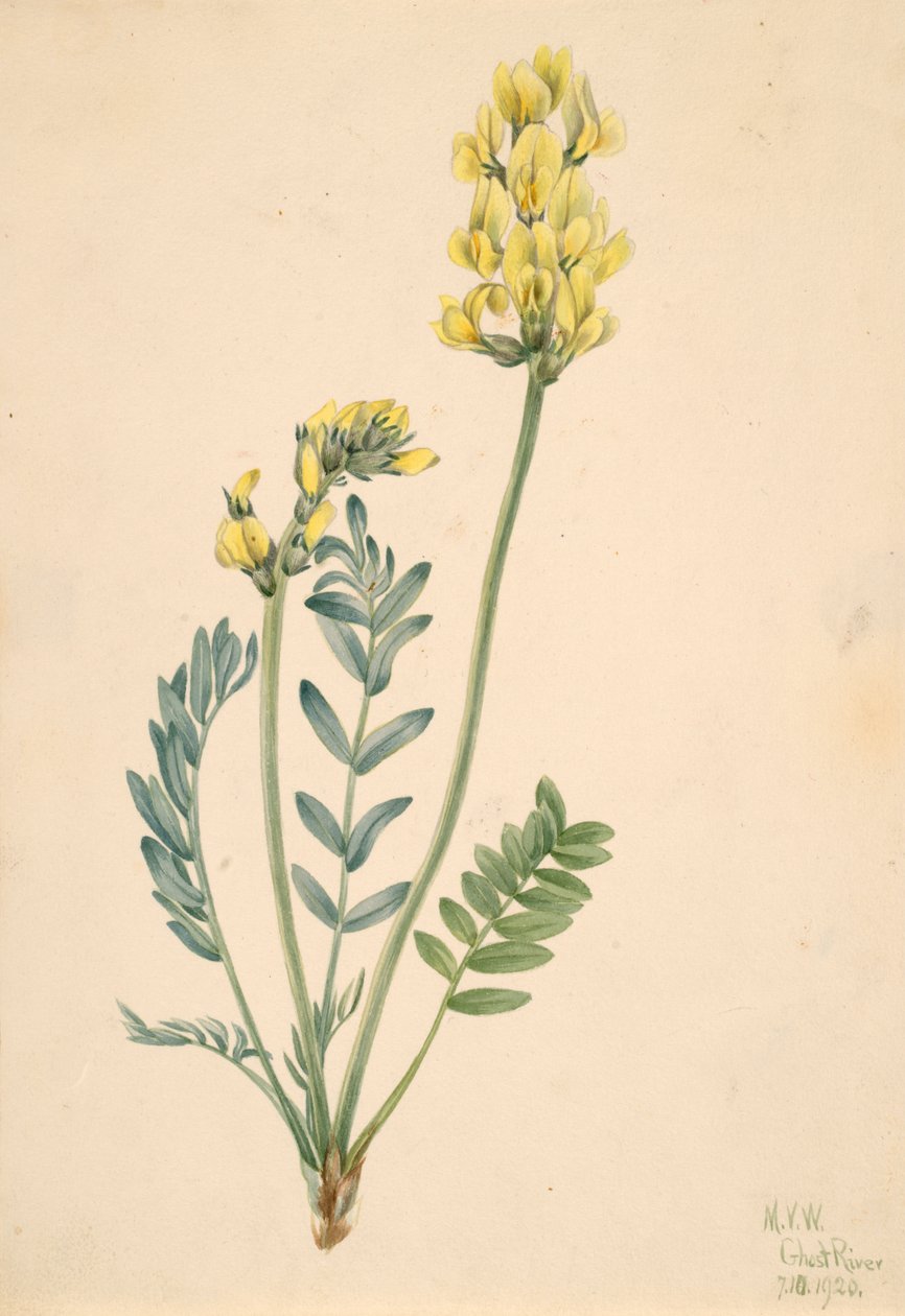 False Locoweed Oxytropia gracilis, 1920. tekijältä Mary Vaux Walcott