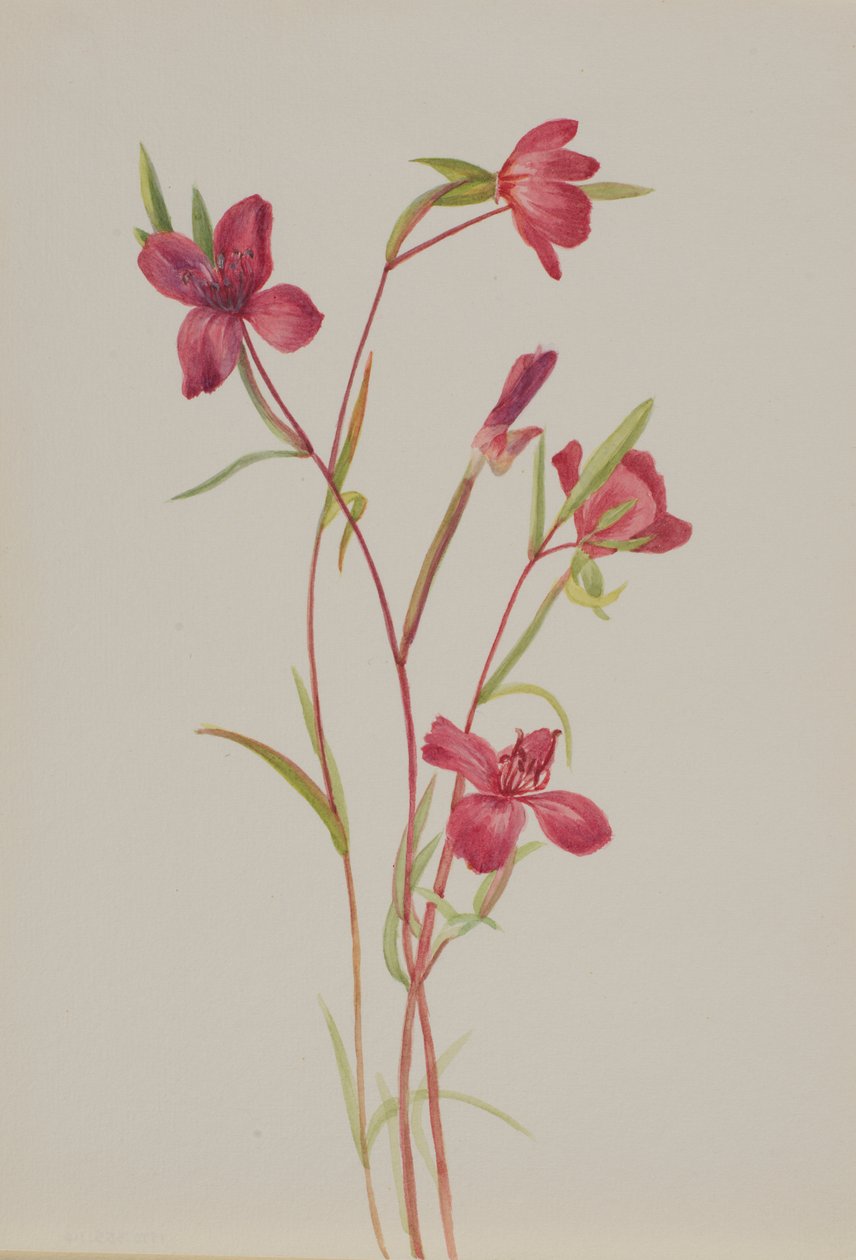 Hyvästit keväälle Godetia amoena lilja, n. 1930-luku. tekijältä Mary Vaux Walcott