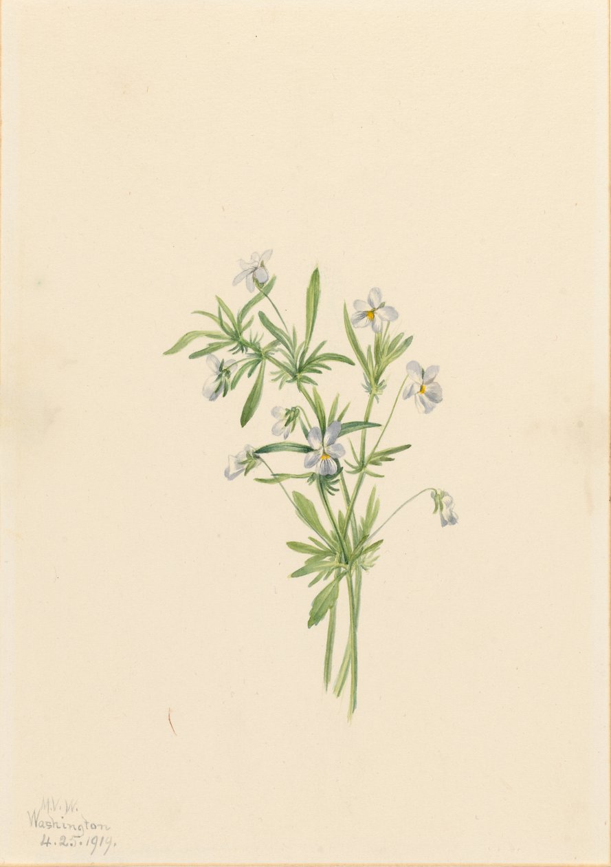 Kenttävioletti (Viola rafinesquii) tekijältä Mary Vaux Walcott