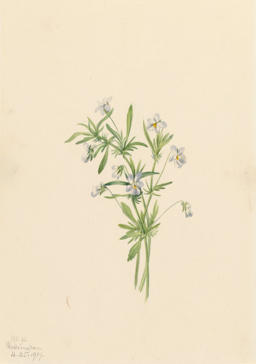 Field Violet Viola rafinesquii, 1919. tekijältä Mary Vaux Walcott