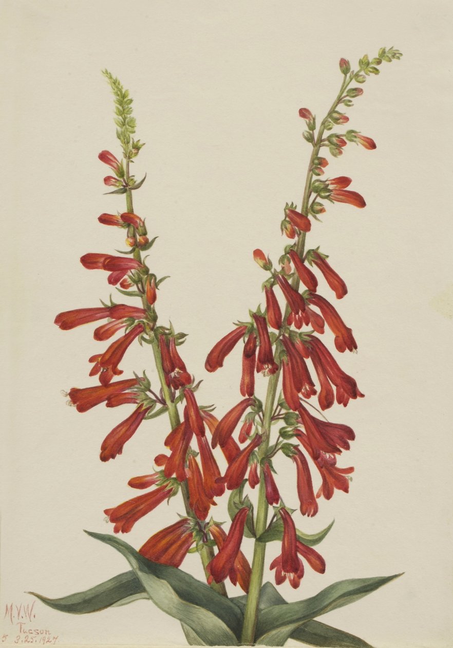 Tuli Pentstemon (Pentstemon eatonii) tekijältä Mary Vaux Walcott