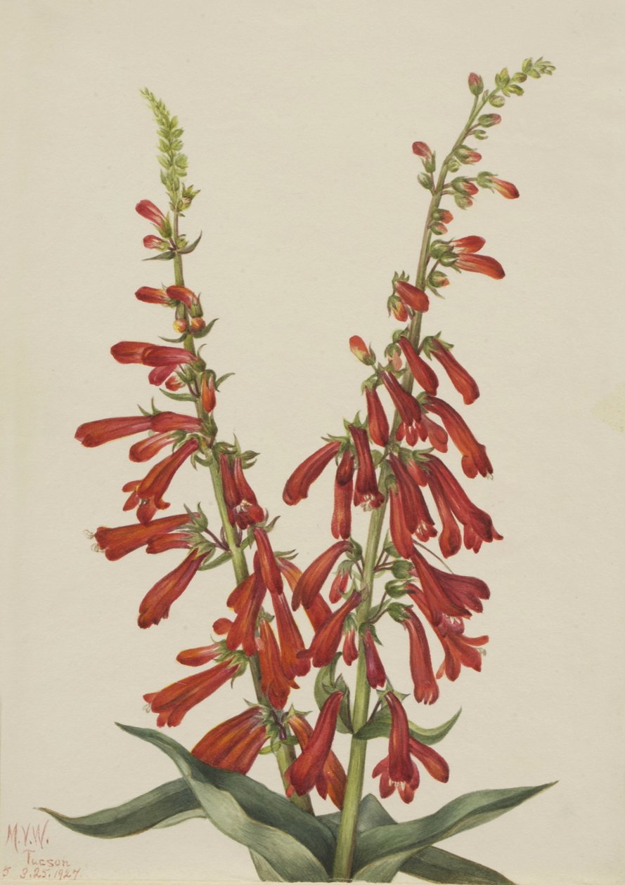 Fire Penstemon Penstemon eatonii, 1927. tekijältä Mary Vaux Walcott