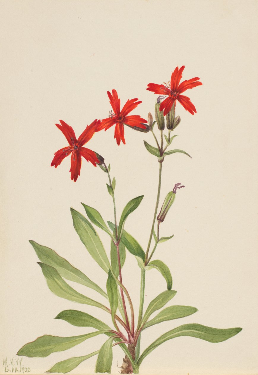 Fire Pink (Silene virginica) tekijältä Mary Vaux Walcott