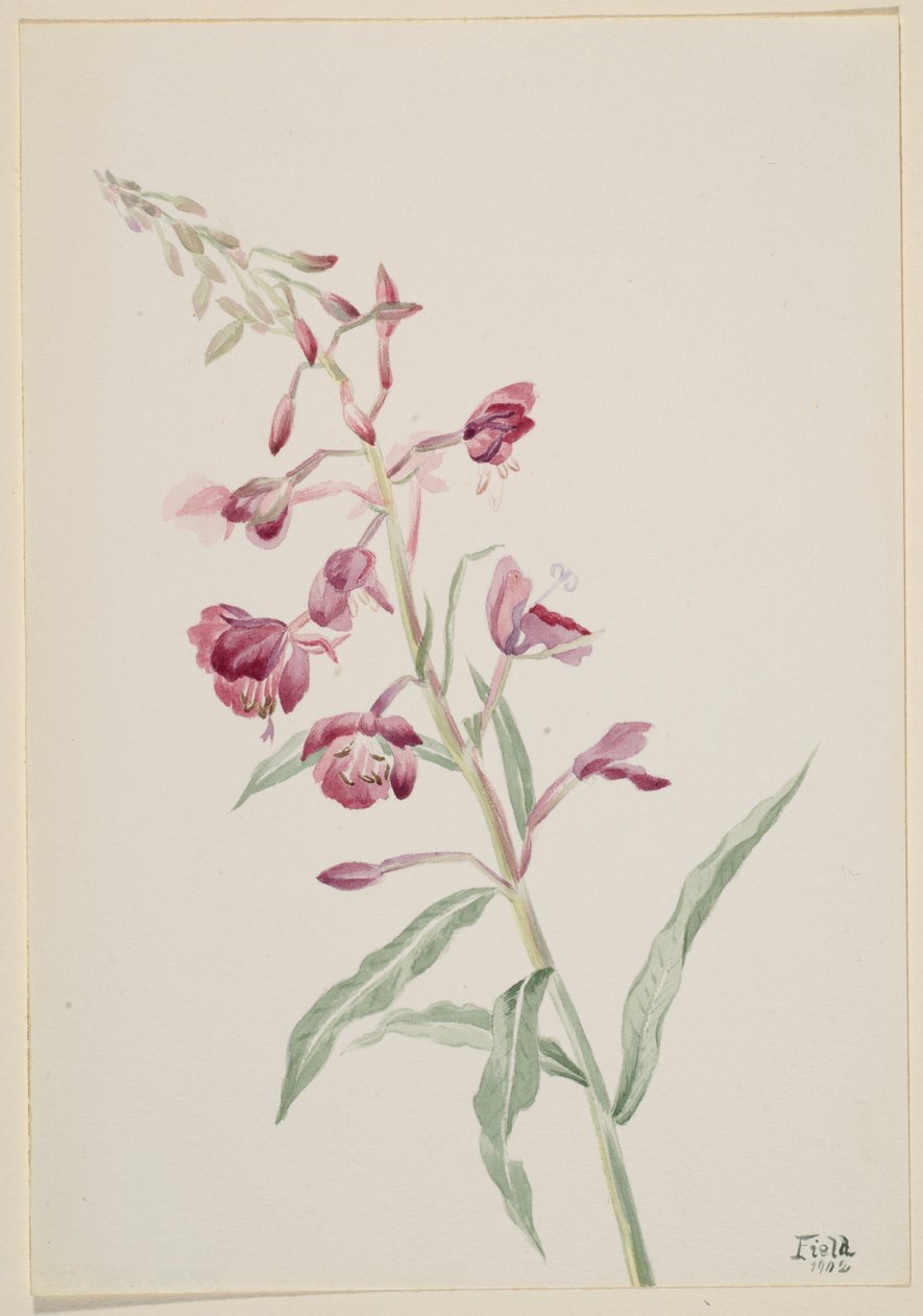 Tulikukka (Epilobium angustifolium) tekijältä Mary Vaux Walcott