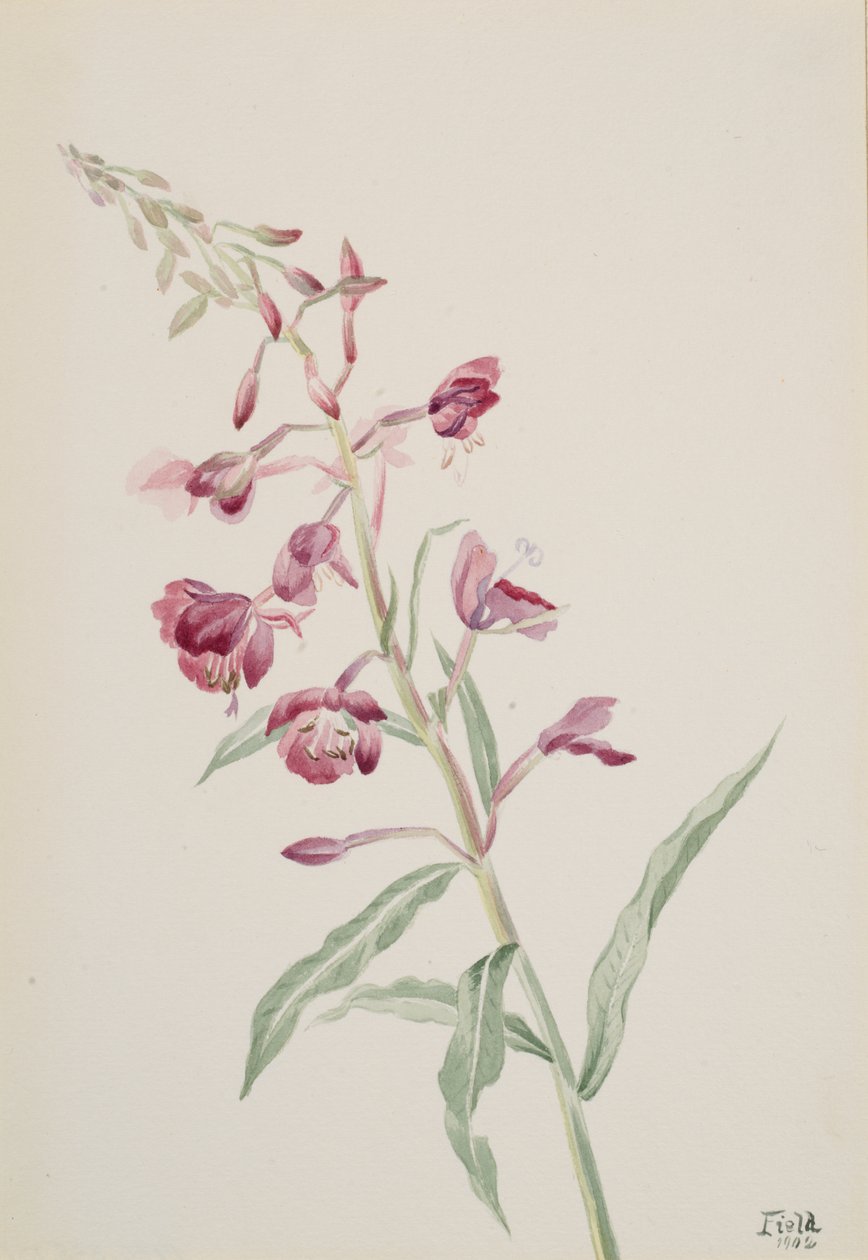 Tuliruoho Epilobium angustifolium, 1902. tekijältä Mary Vaux Walcott