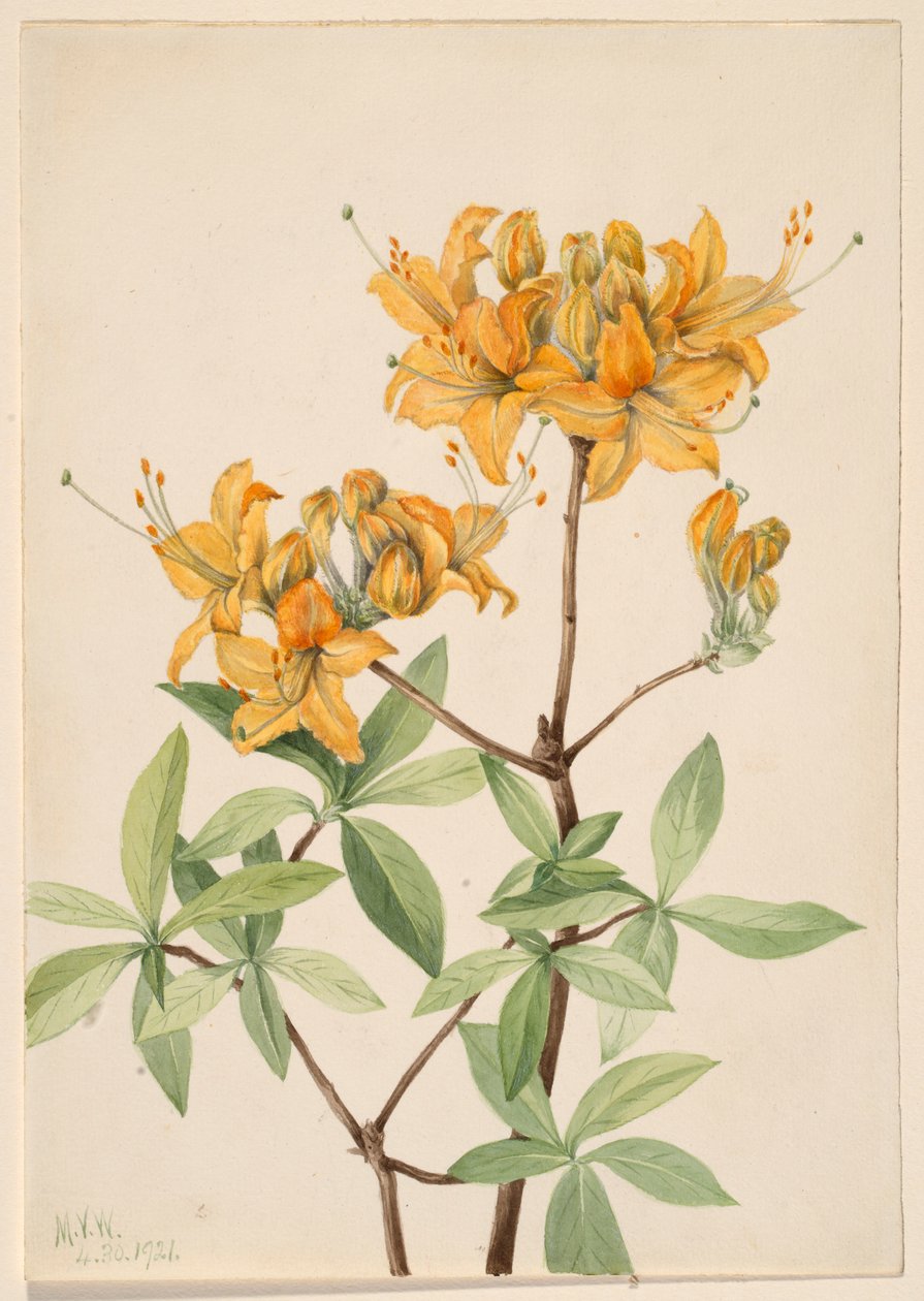 Liekkiatsalea (Azalea lutea) tekijältä Mary Vaux Walcott