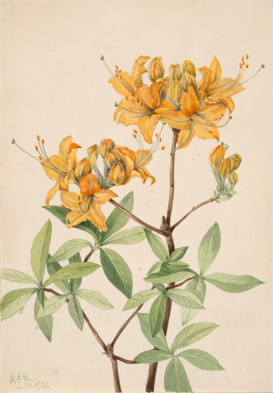 Flame Azalea Azalea lutea, 1921. tekijältä Mary Vaux Walcott