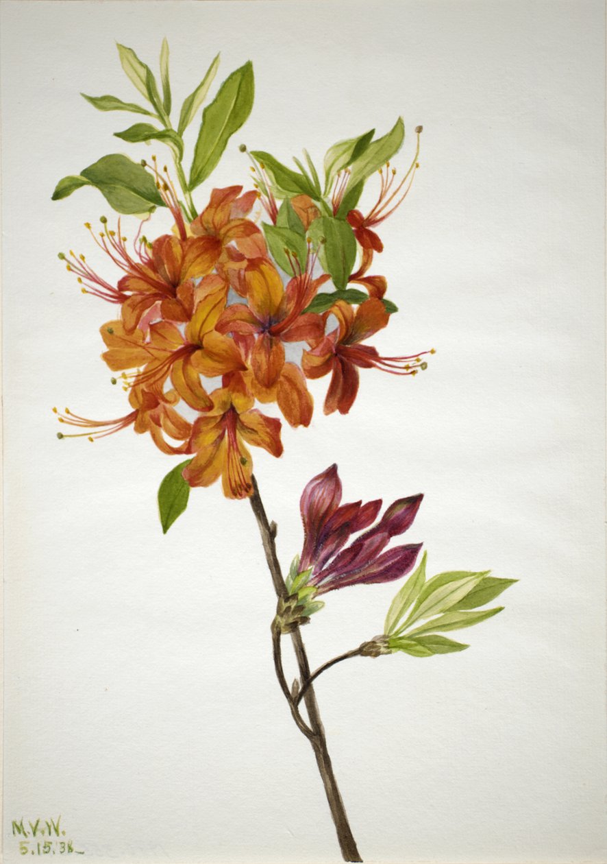 Flame Azalea Rhododendron speciosum, 1938. tekijältä Mary Vaux Walcott