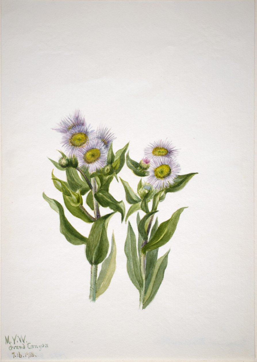 Kirppukannus (Erigeron macranthus) tekijältä Mary Vaux Walcott
