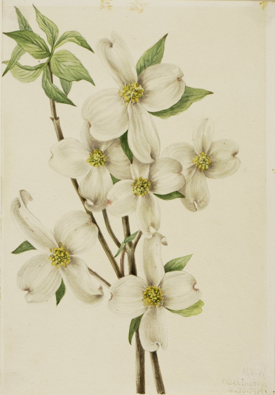 Kukkiva koiranheinä (Cornus florida) tekijältä Mary Vaux Walcott